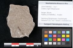 Foto (Objekt + Etikett) von Zostera ungeri Ettingshausen (NHMW-GEO-2024-0188-6662)